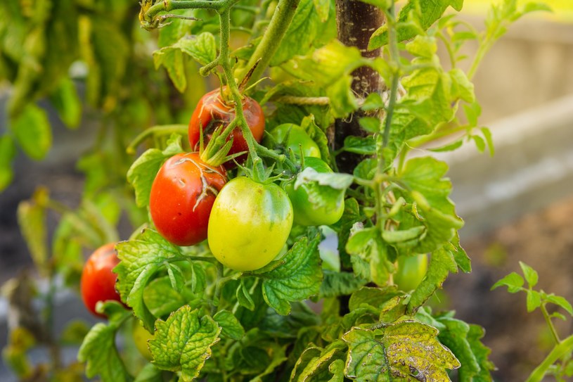 Choroby pomidorów najczęściej mają podłoże grzybicze /123RF/PICSEL