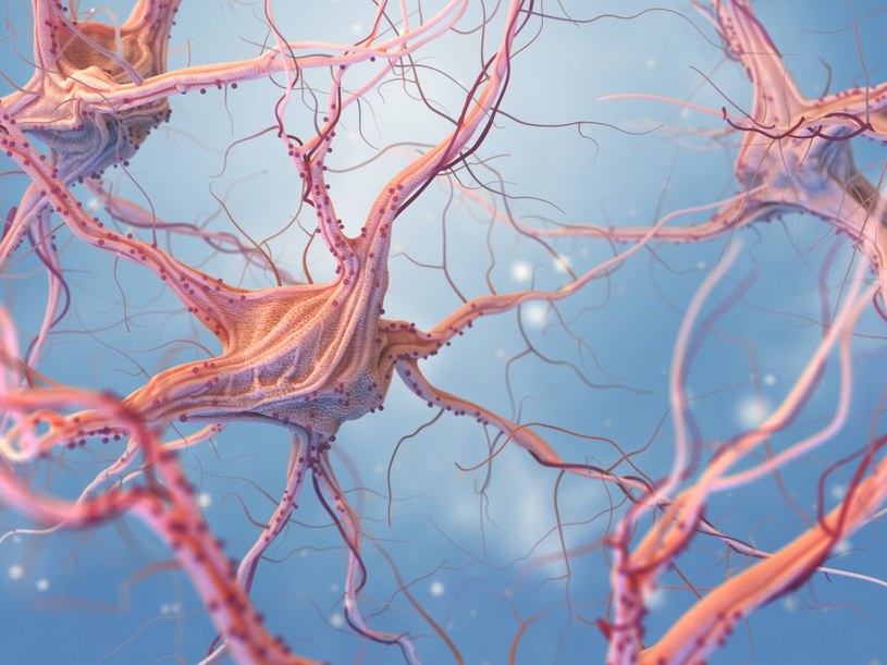 Choroby prionowe powodują stopniowe obumieranie neuronów /123RF/PICSEL