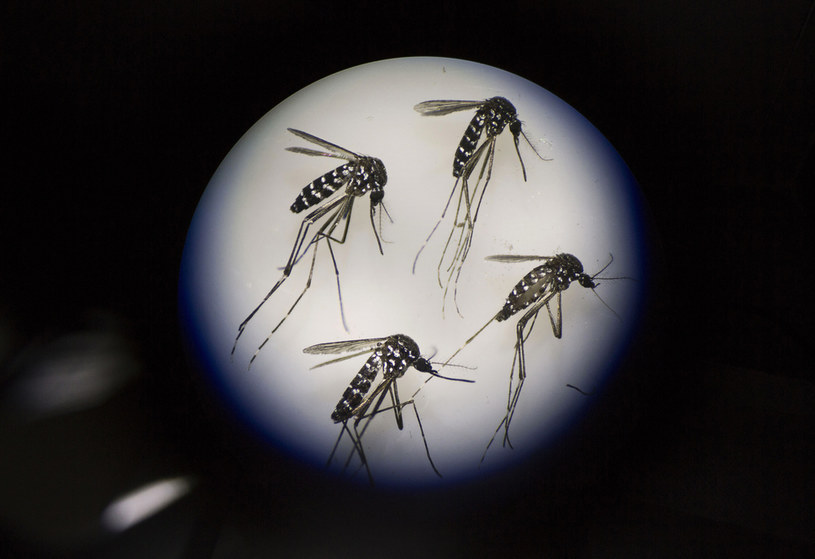 Choroby przenoszone przez komary zabijają nie tylko pojedyncze ssaki, ale i całe ekosystemy /Kevin Frayer / Stringer /Getty Images