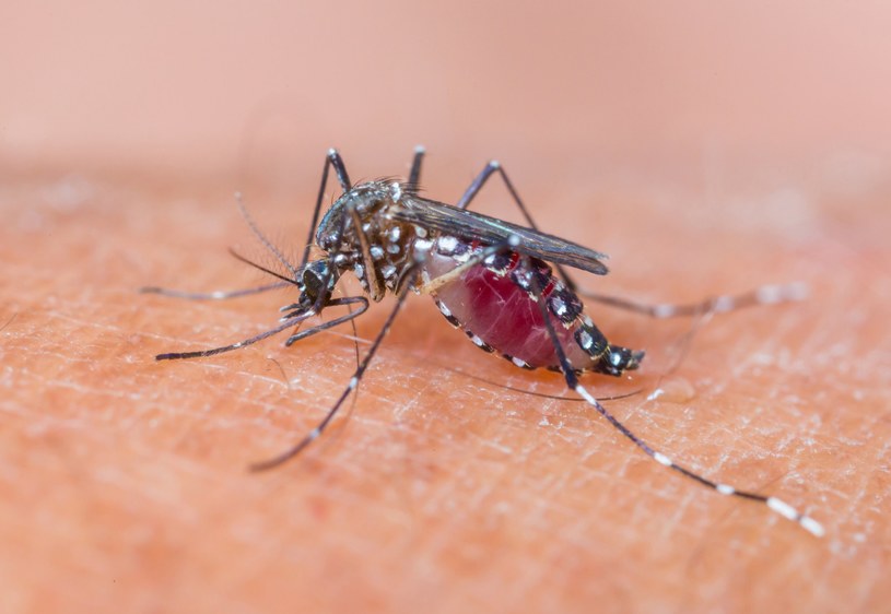 Choroby przenoszone przez komary zabijają ponad 600 tys. ludzi rocznie. Amerykańska armia tworzy mundury, które zatrzymają owady. /123RF/PICSEL /123RF/PICSEL