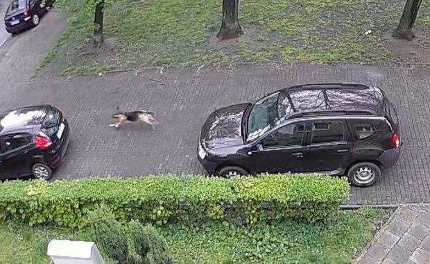 Chorzów: Policja tropiła wandala, który niszczył opony. Okazało się, że to... pies