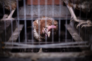 Cage farming is a thing of the past.  The European Union is presenting a long-awaited revolution
