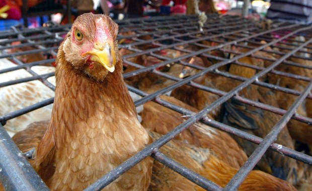 Chów klatkowy zakazany od 2027 roku. KE ma przedstawić propozycję