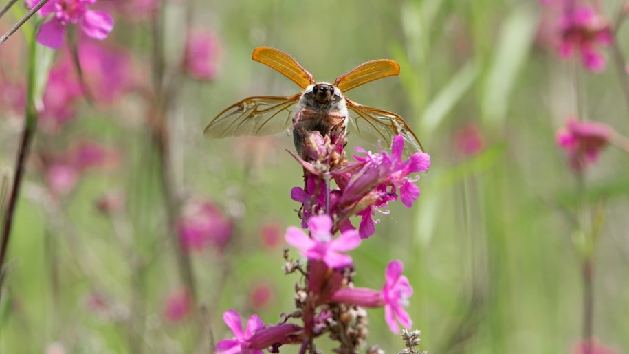Chrabąszcz majowy atakuje. Czy może ugryźć? /Shutterstock