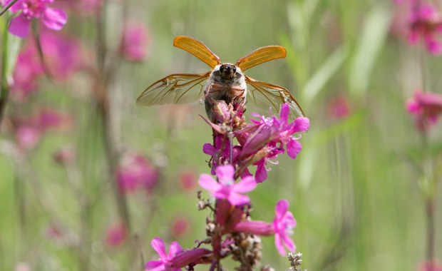 Chrabąszcz majowy w ogrodzie - jak go rozpoznać i co z tym zrobić?