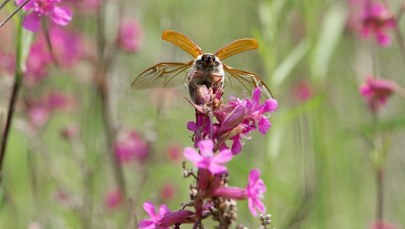 Chrabąszcz majowy w ogrodzie - jak go rozpoznać i co z tym zrobić?