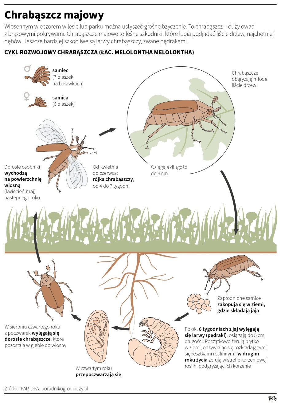 Chrabąszcz majowy /Maria Samczuk , Ziemienowicz Adam /PAP