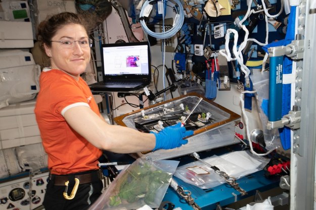 Christina Koch podczas badań biologicznych na ISS /NASA /Materiały prasowe