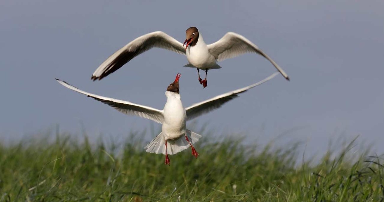 Chroicocephalus ridibundus /Volker Lautenbach / imageBROKER /Agencja FORUM