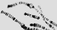 Chromosomy /Encyklopedia Internautica