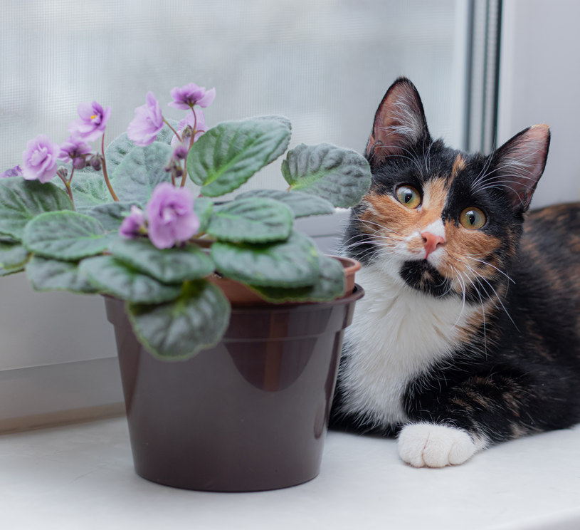 Chroń koty i psy przed toksycznymi roślinami /123RF/PICSEL