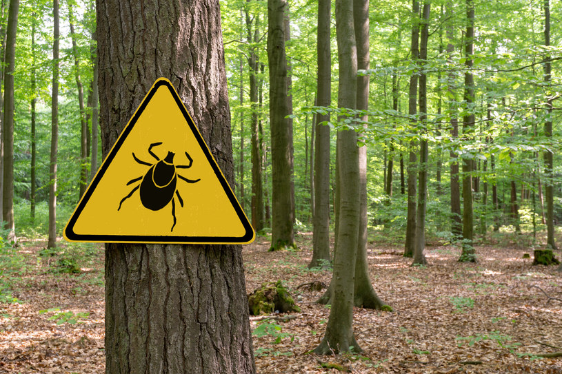 Chroń się przed kleszczami. Te pajęczaki odpowiadają za wiele groźnych chorób /123RF/PICSEL