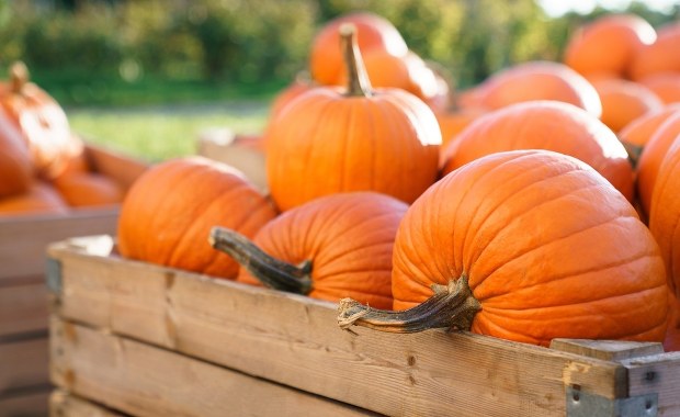 Chroni przed chorobami układu krążenia. Dlaczego jeszcze warto jeść dynię?