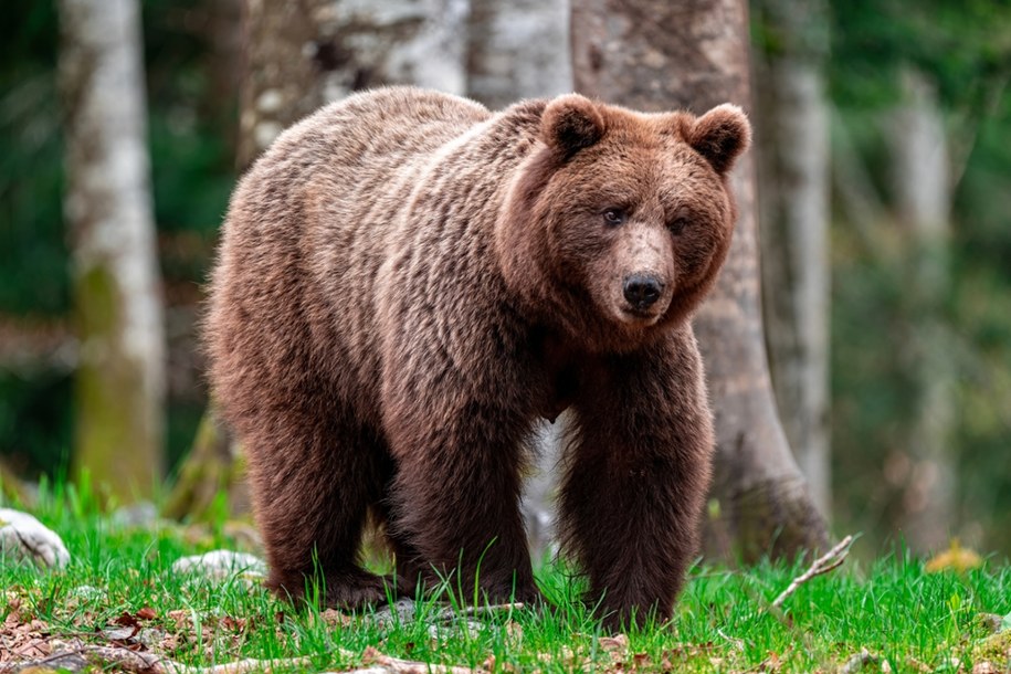 Chroniony niedźwiedź brunatny postrzelony. Jest śledztwo (zdjęcie ilustracyjny) /Shutterstock
