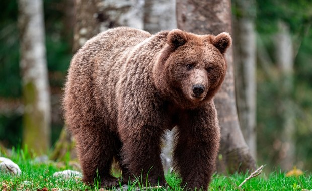 Chroniony niedźwiedź brunatny postrzelony. Jest śledztwo 