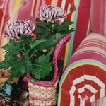 Chrysanthemum - kwieciste fajerwerki
