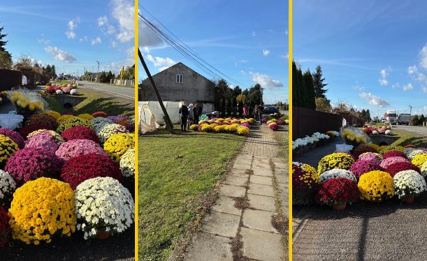 Chryzantemowe eldorado pod Krakowem przyciąga tłumy. Sprawdziliśmy, ile kosztują kwiaty na Wszystkich Świętych