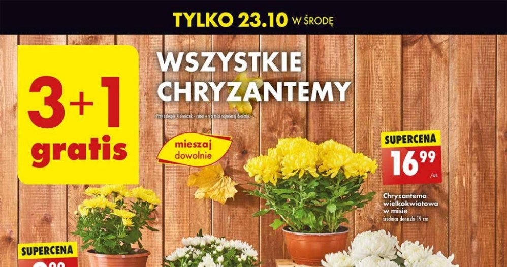 Chryzantemy 3+1 w Biedronce /Biedronka /INTERIA.PL