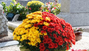 Chryzantemy będą piękne jeszcze kilka tygodni. Zadbaj jednak o to