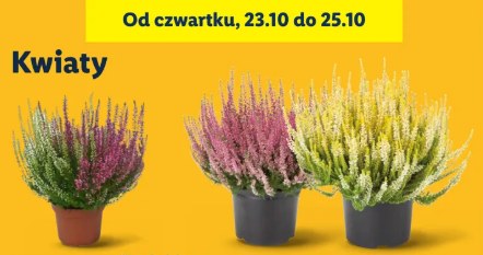 Chryzantemy i wrzosy w Lidlu w promocji 3+1 za grosz /Lidl /INTERIA.PL
