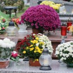 11 listopada Chryzantemy na Wszystkich Świętych 2026. W tych sklepach kupisz je za kilka złotych