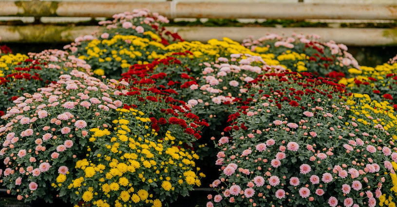 Chryzantemy to jedne z najchętniej wybieranych kwiatów na groby, ale rosną też dobrze w ogrodzie /123RF/PICSEL