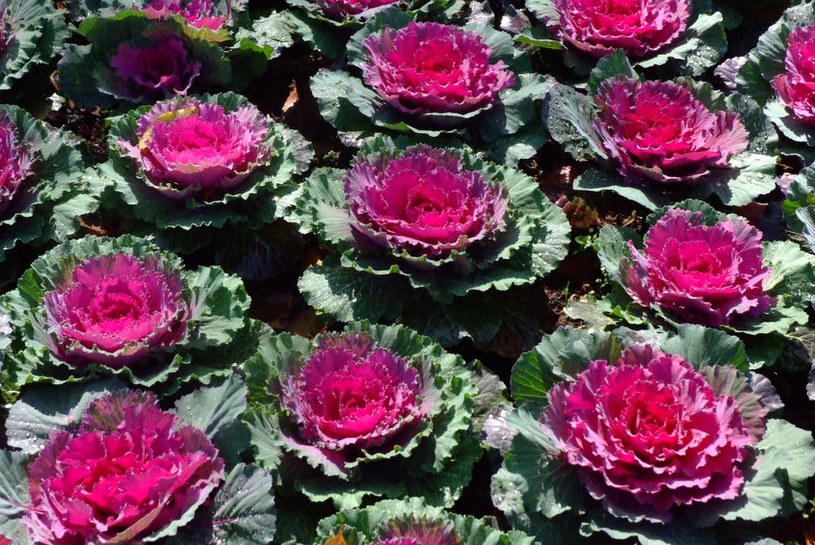 Chryzantemy to przeżytek. W 2025 na grobach hitem będą te kwiaty