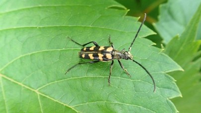 ​"Chrząszcz brzmi w trzcinie". Badania w Wielkopolskim Parku Narodowym 