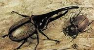 Chrząszcz Dynastes hercules, z lewej samiec, z prawej samica /Encyklopedia Internautica