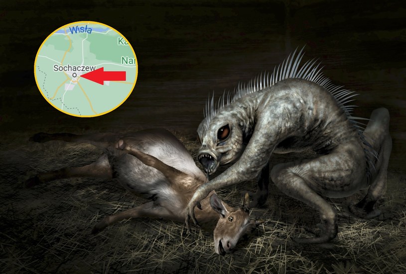 Chupacabra to legendarne zwierzę, obiekt badań kryptozoologii, którego istnienia nie udało się wiarygodnie potwierdzić.. Czy pojawiła się w okolicach Sochaczewa? /123RF/PICSEL