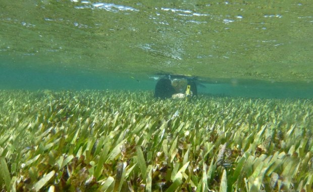 "Chwast morski" największą rośliną na świecie