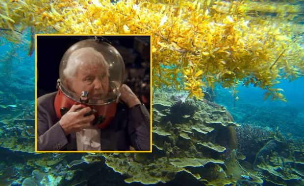 Chwile grozy Davida Attenborough. "Nie możesz nawet krzyknąć"