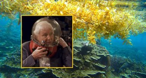 Chwile grozy Davida Attenborough. "Nie możesz nawet krzyknąć"