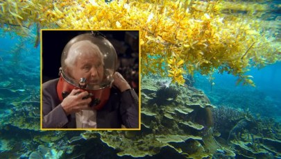 Chwile grozy Davida Attenborough. "Nie możesz nawet krzyknąć"