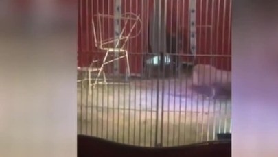 Chwile grozy w cyrku. Lew zaatakował tresera