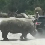 Chwile grozy w meksykańskim parku safari. Nosorożec zaatakował samochód