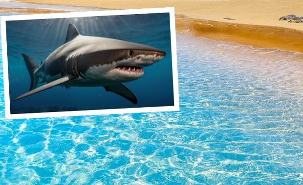 Chwile grozy w raju turystycznym. Rekin zaatakował mężczyznę