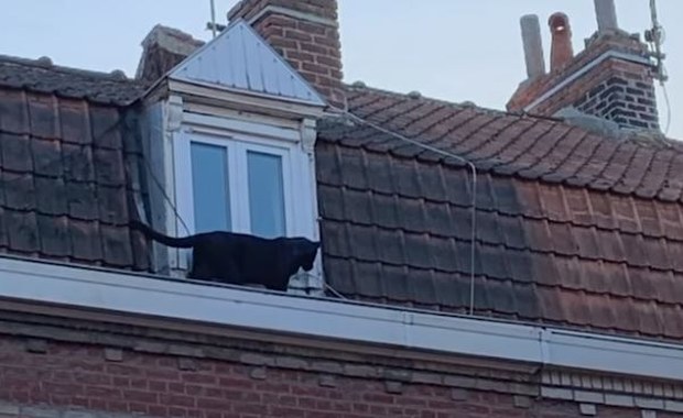 Chwile grozy we Francji. Puma chodziła po dachach kamienic