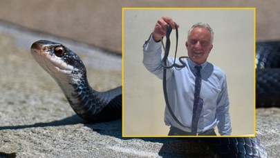 Chwycił wijące się węże gołymi rękami​. Kennedy znów zaskakuje