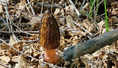 Ці гриби можна зустріти в лісі вже на початку весни. Не сплутайте їх з отруйними