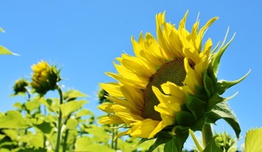 Ці квіти цвітуть найдовше. Список найкрасивіших видів