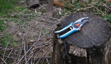 Ці рослини потребують обрізання в листопаді. Методи обрізки плодових та декоративних чагарників