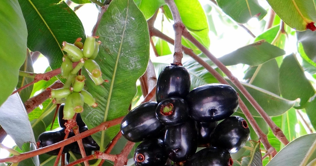 Ці темні фрукти мають солодкий, пряний смак і безліч корисних для здоров'я властивостей /pixabay.com