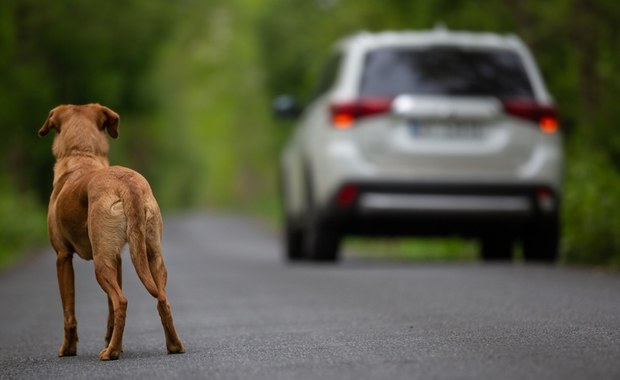 Ciągnął psy za autem. Tłumaczenie 73-latka szokuje