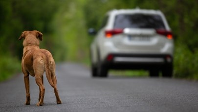 Ciągnął psy za autem. Tłumaczenie 73-latka szokuje