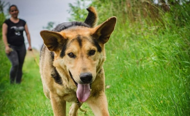 Ciągnęła psa za samochodem. Kara więzienia dla sołtys wsi Wirki