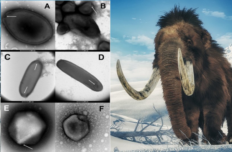 Ciała mamutów w wiecznej zmarzlinie zawierają prehistoryczne wirusy. Część może być groźnych dla ludzkości. /123RF/PICSEL