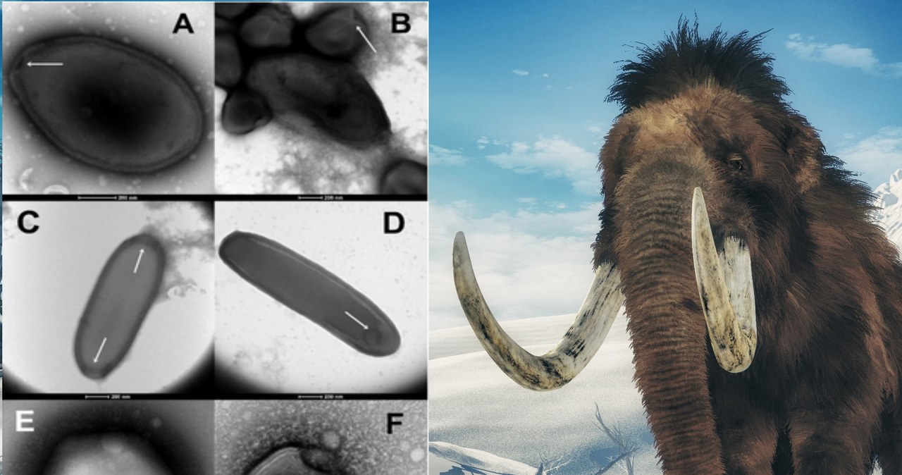 Ciała mamutów w wiecznej zmarzlinie zawierają prehistoryczne wirusy. Część może być groźnych dla ludzkości. /123RF/PICSEL