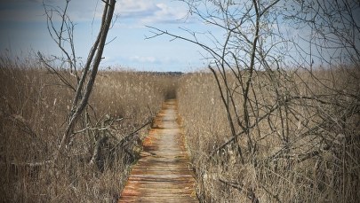 Ciało 17-latka z ranami kłutymi znaleziono w polu. Obok leżał jego brat bliźniak