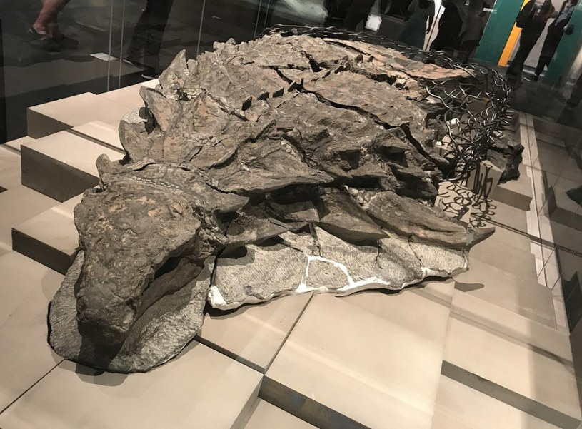 Ciało dinozaura zabezpieczały osteodermy, czyli kości umieszczone w skórze. /East News